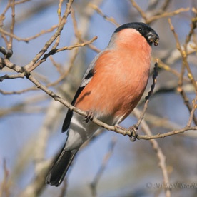 Bullfinch