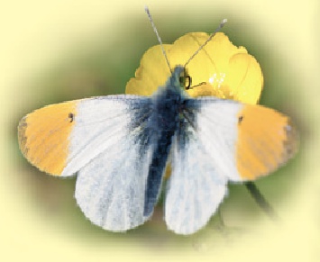 Picture of a butterfly