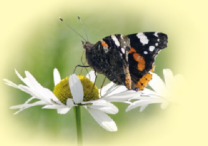 Picture of a butterfly