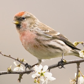 Redpoll