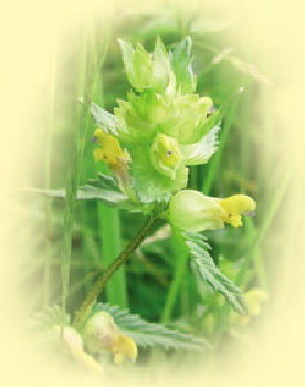 Yellow Rattle